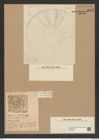 Actinodiscus barbadensis Grev. (de-Toni-Nr.: Genus 183, Species 4708) Zeichnungen Sammlung Grunow Nr. 8218 (NHMW-BOT-W0377602)